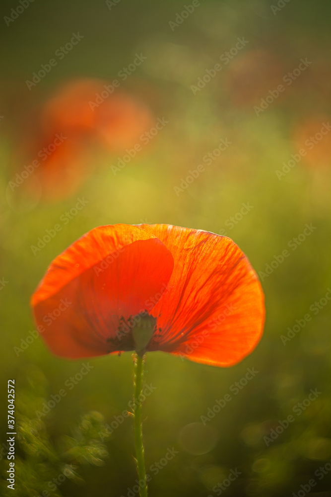 Fototapeta premium Poppy