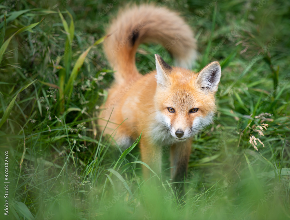 Fototapeta premium Red fox kit in the wild