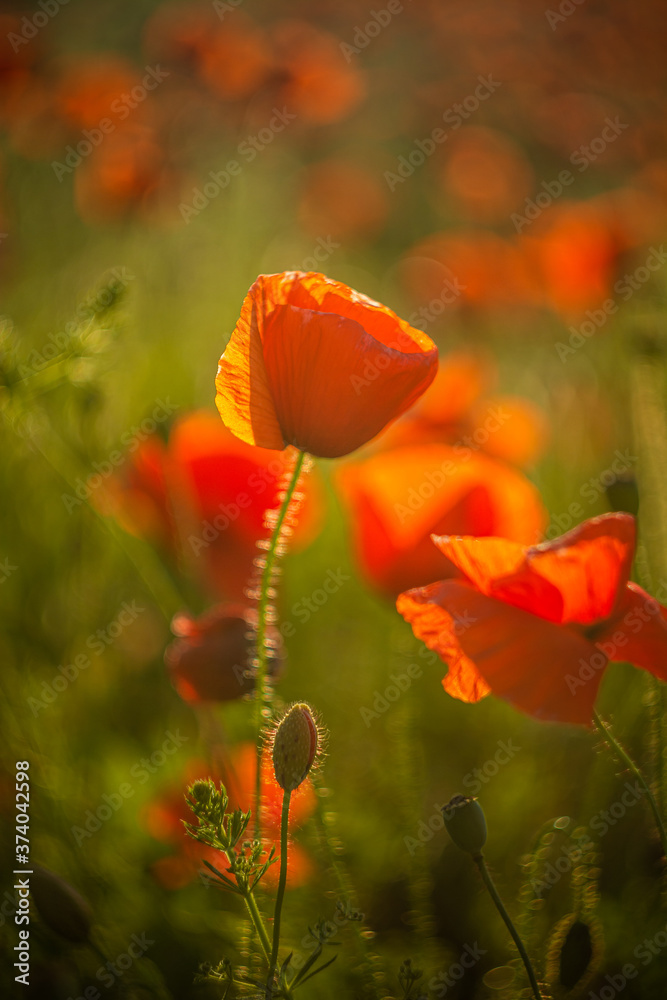 Fototapeta premium Poppy
