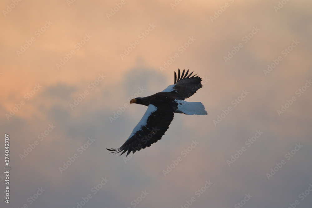 Fototapeta premium vulture in flight