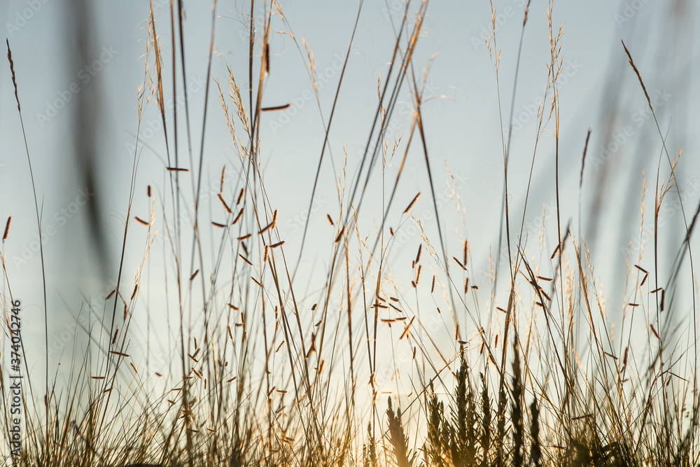 grass in the wind grass in the wind