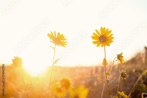 Wild Sunflowers at Sunset