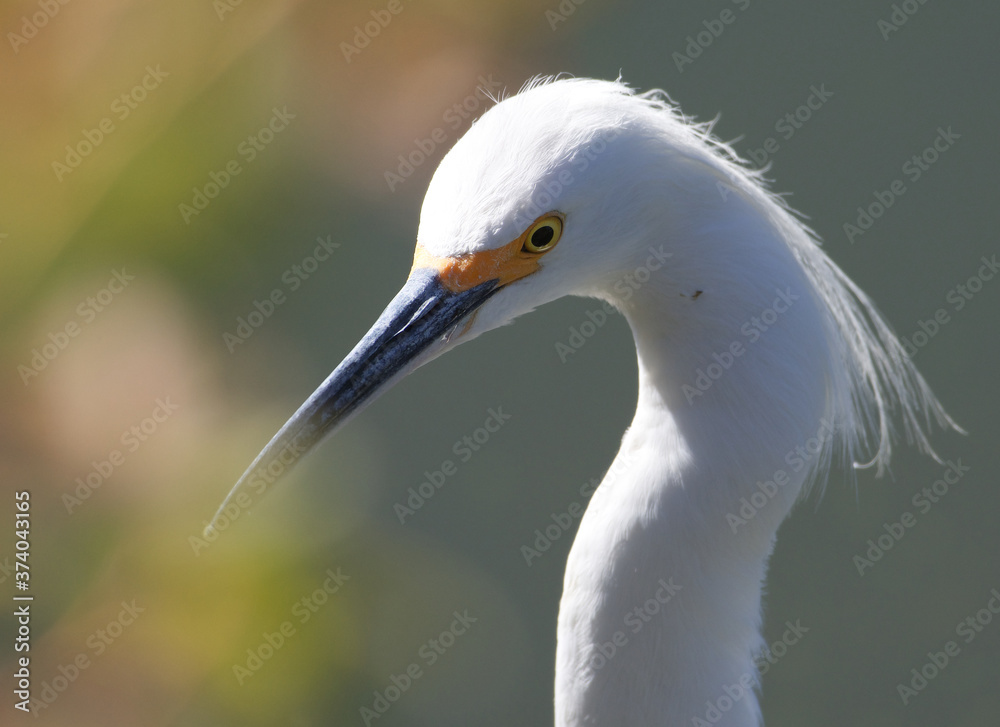 Snowy Egret macro