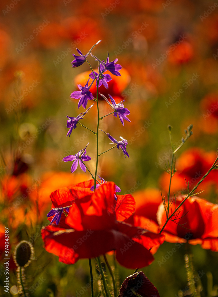 Fototapeta premium Poppy