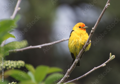 Western Tanager on a branch