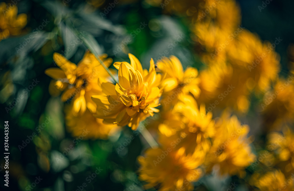 Summer flowers Summer flowers