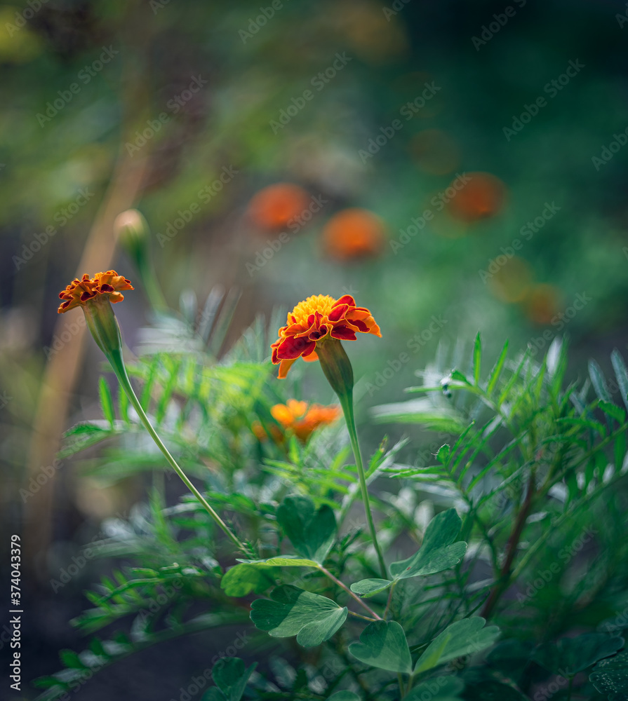 Summer flowers Summer flowers