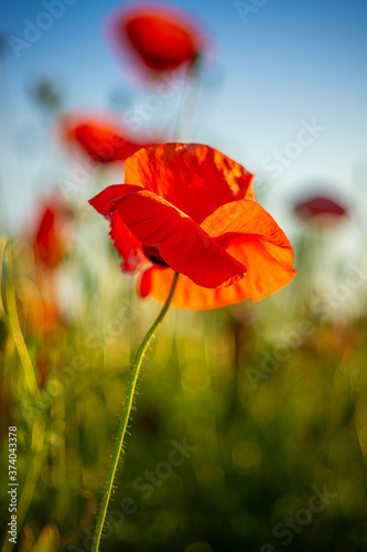 Poppy