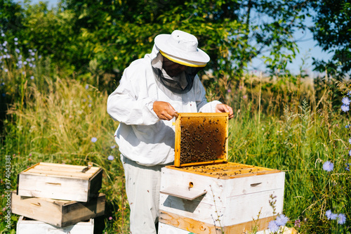 Beekeeper lifting and examining honeycomb full of bees on wooden frame to control situation in bee colony. Apiarist working with bees and beehives on apiary in bright summer sunny day.