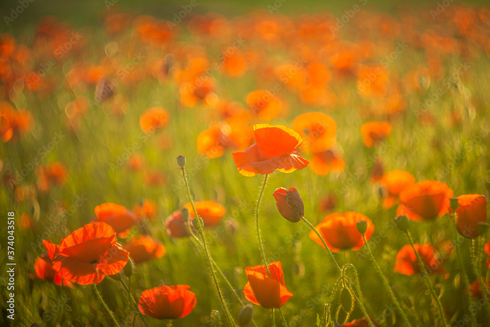 Fototapeta premium Poppy