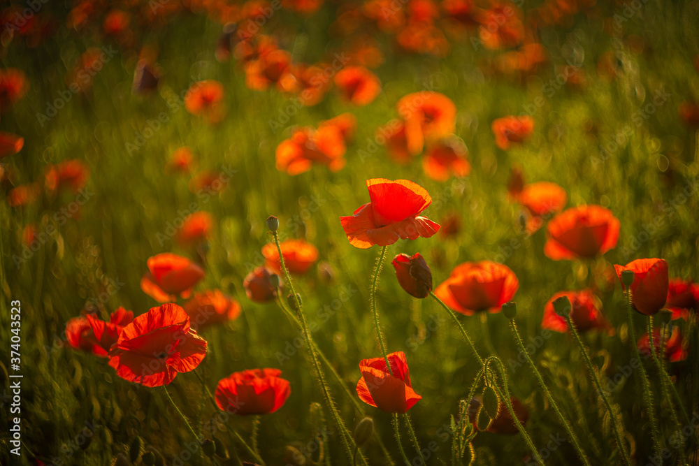 Fototapeta premium Poppy