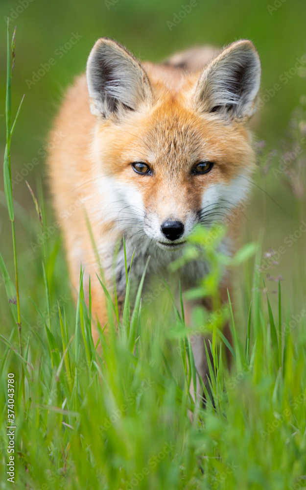 Fototapeta premium Red fox kit