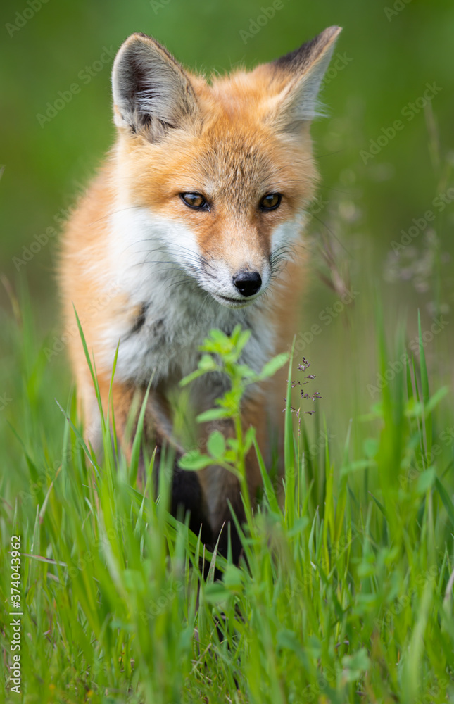 Obraz premium Red fox kit