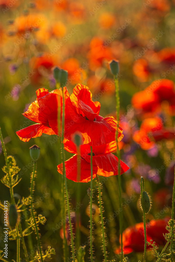 Fototapeta premium Poppy