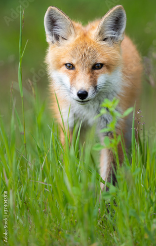 Red fox kit © Jillian