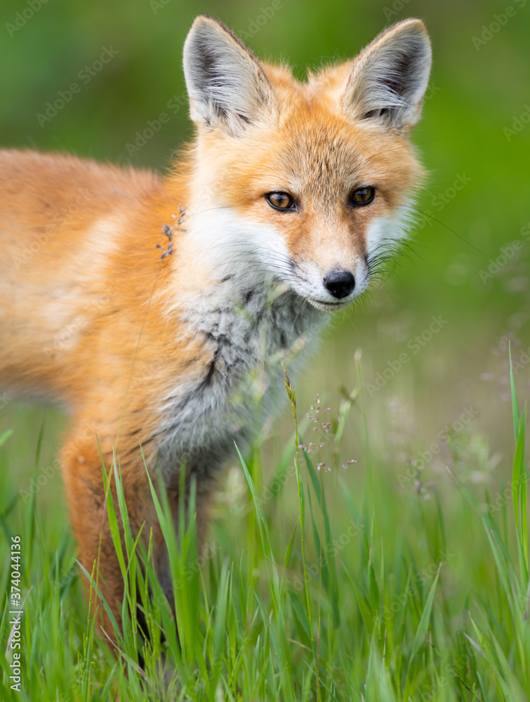 Fototapeta premium Red fox kit