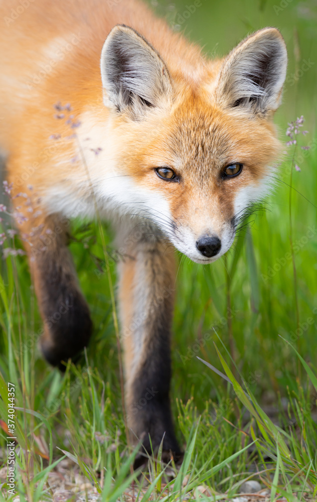 Red fox kit Red fox kit