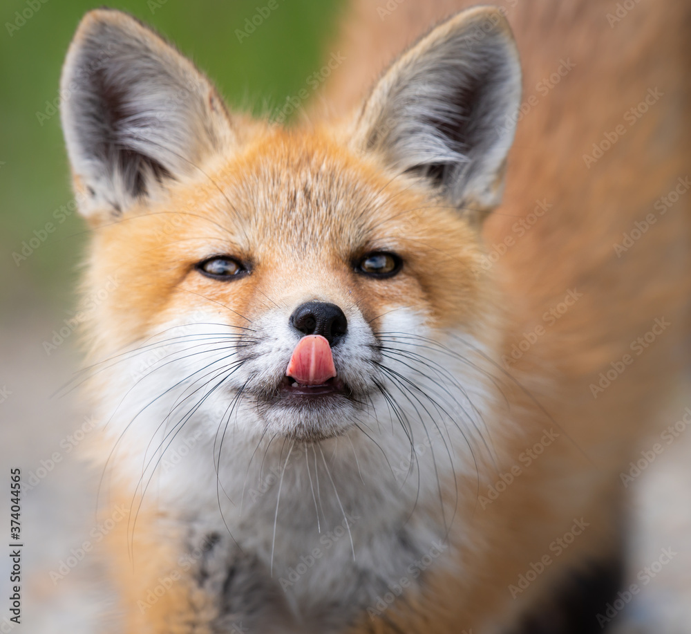 Fototapeta premium Red fox kit