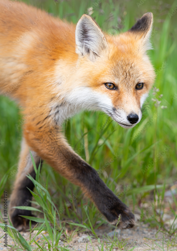 Red fox kit