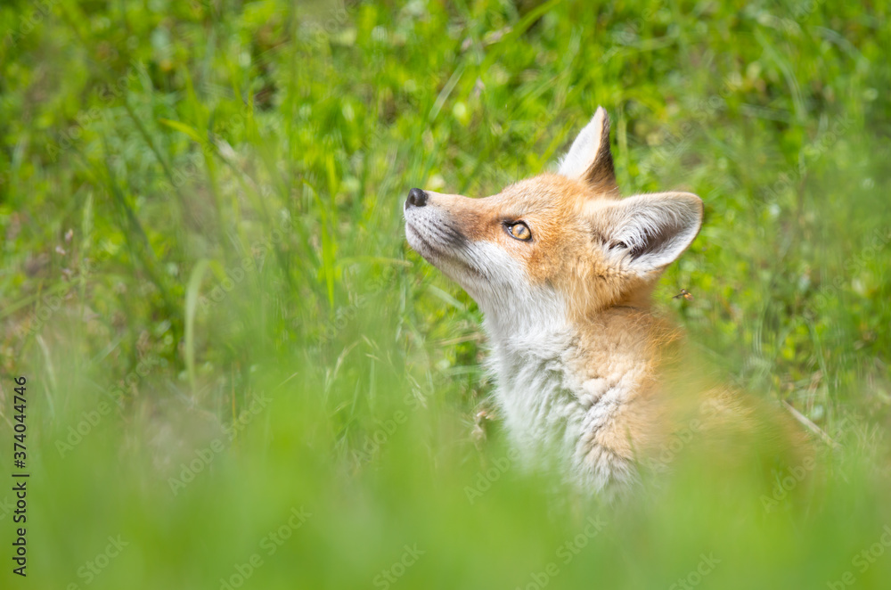 Red fox kit Red fox kit