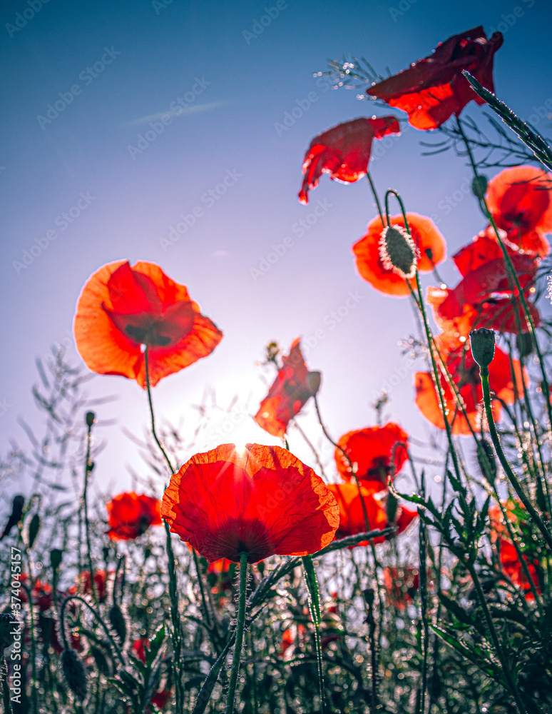 Obraz premium Poppy