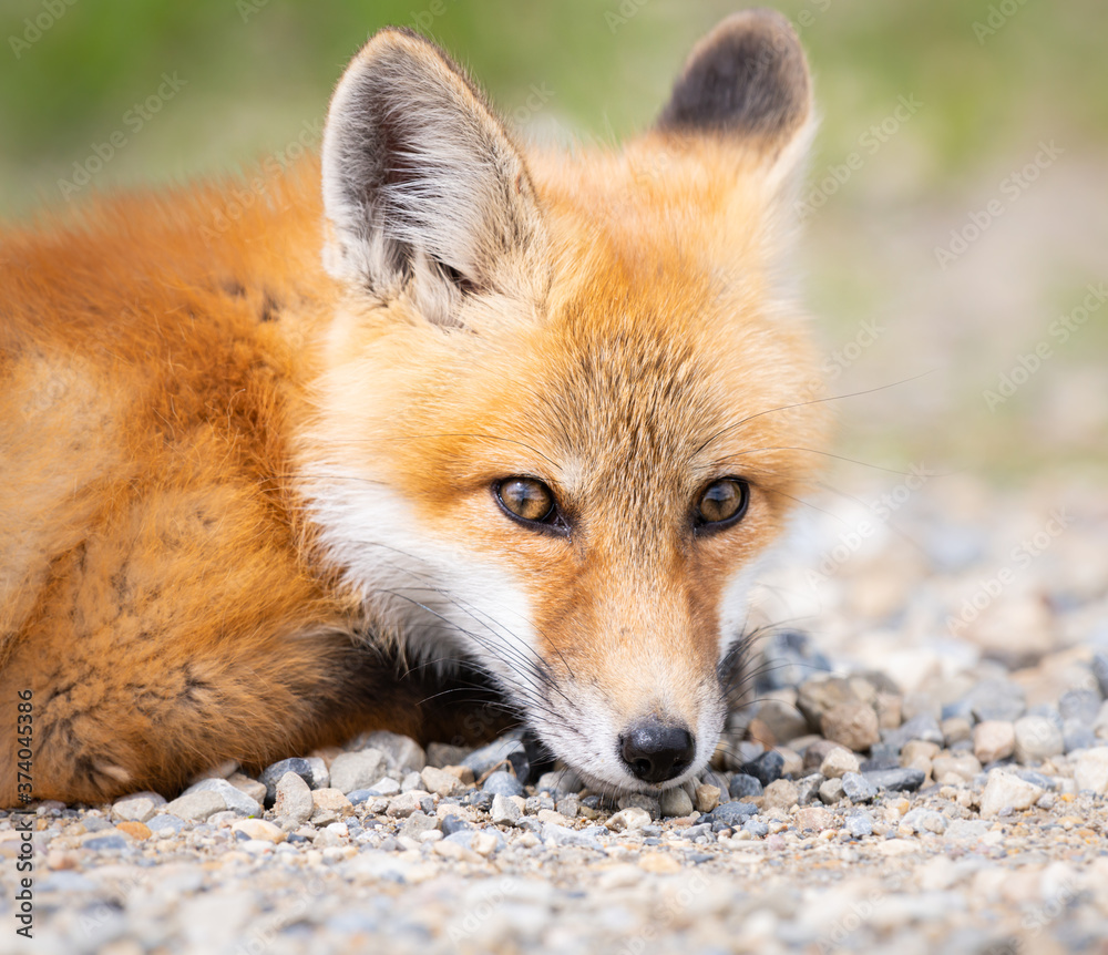 Red fox kit