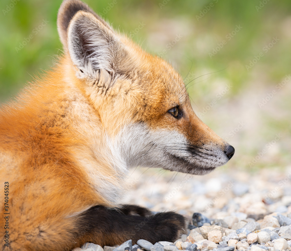 Red fox kit