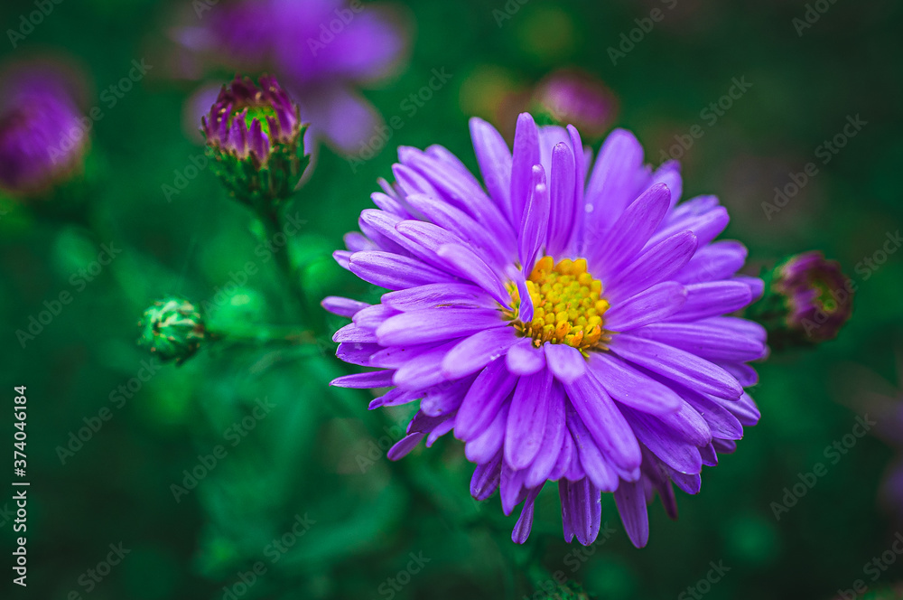 Obraz premium Summer flowers