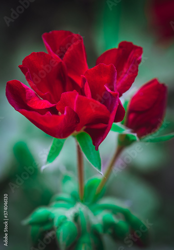 Summer flowers