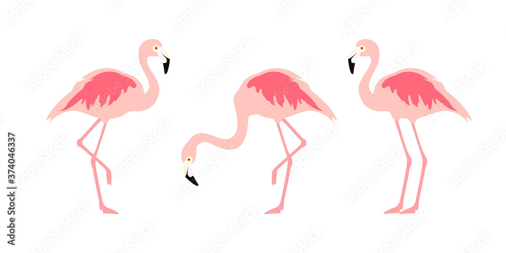 Fototapeta premium Flamingo tropical bird collection isolated on white background