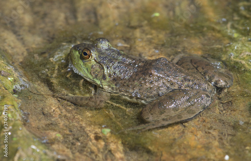 American bullfrog in the pond