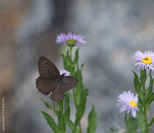 Wood-nymph Butterfly on a flower