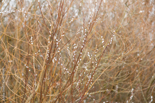 Opening pussy willow buds texture background