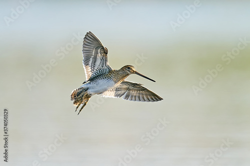 Common snipe (Gallinago gallinago) in flight photo