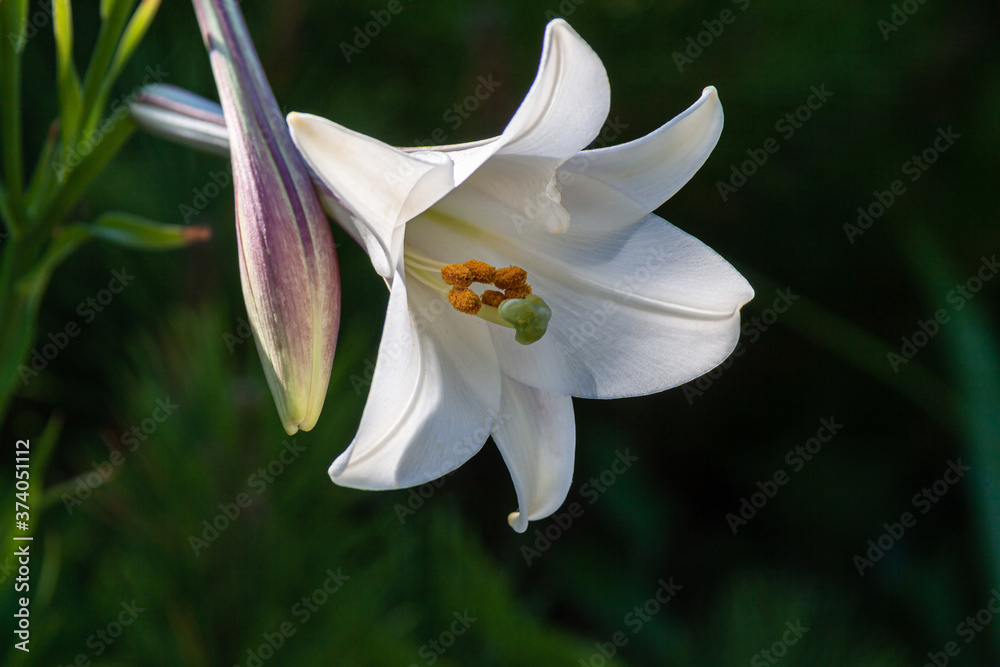 Obraz premium テッポウユリの花びらとその蕾