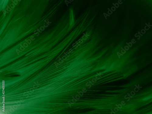 Beautiful abstract pastel green feathers on dark background, black feather frame texture on green background, dark feather, black banners