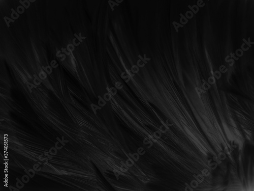 Beautiful abstract black feathers on dark background, gray feather texture on black background, white feather background