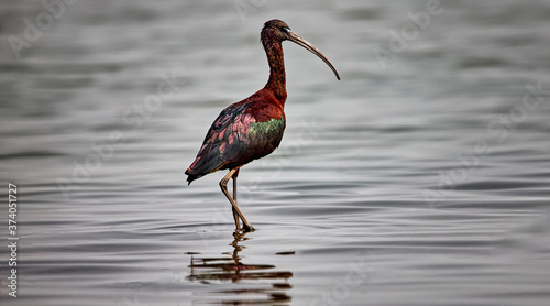 Φωτογραφία What a beautiful pose this guy has given to show off all the varied colours that it has giving a mesmerising look, the word beautiful too is an understatement