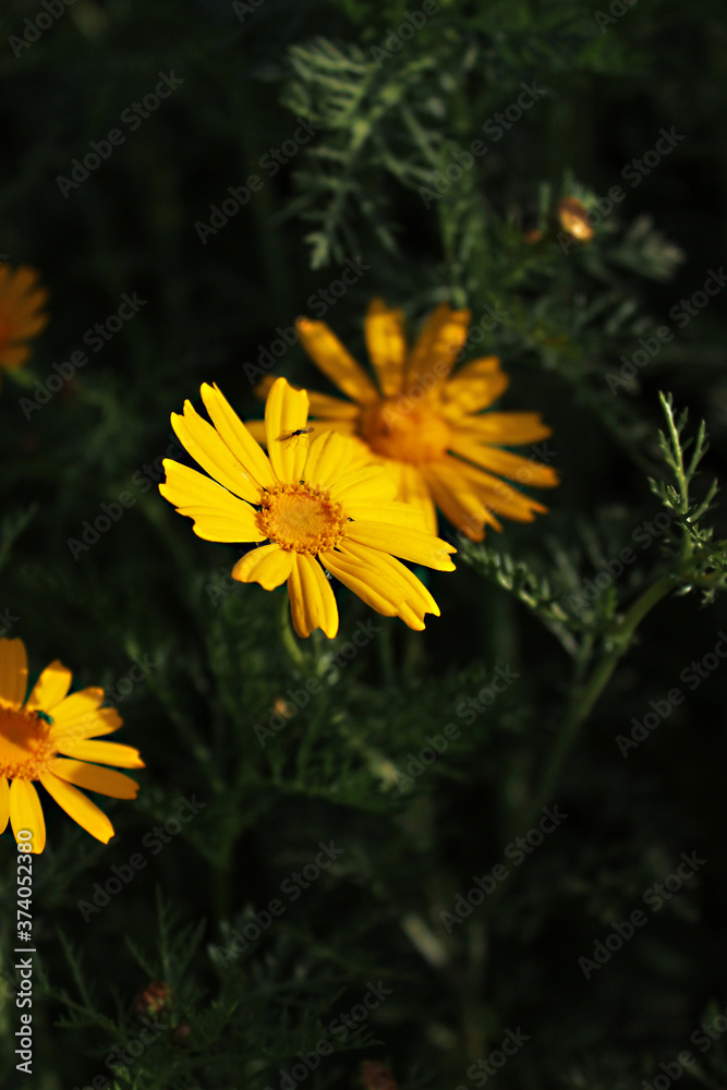 Yellow Daisy with a beetle in the green grass. Glebionis coronaria or chrysanthemum coronarium with leaves on a black and green background. Yellow Daisy with a beetle in the green grass. Glebionis coronaria or chrysanthemum coronarium with leaves on a black and green background.