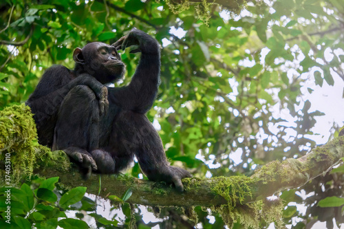 Low angle view of a solitary wild male chimpanzee (Pan troglodytes) sitting on a tree branch in its natural forest habitat in Uganda. © Cheryl Ramalho