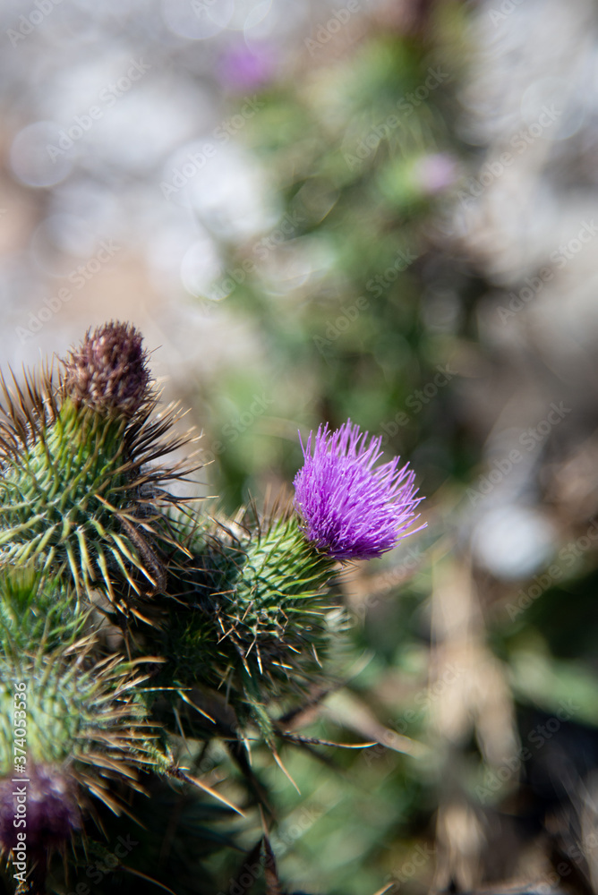 Australian purple cactus - Tasmania Australian purple cactus - Tasmania