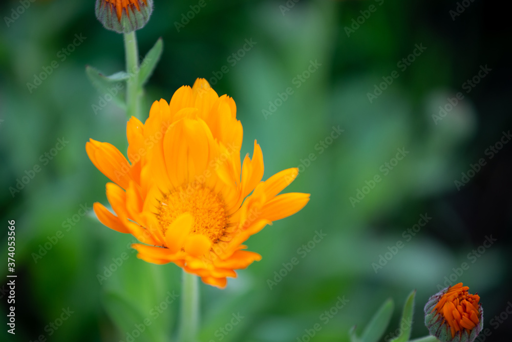 Bright happy orange daisy flower opening up on natural green background Bright happy orange daisy flower opening up on natural green background