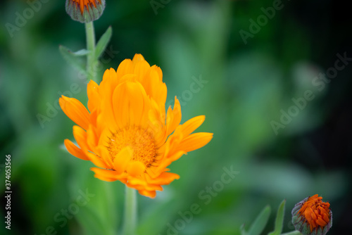 Bright happy orange daisy flower opening up on natural green background