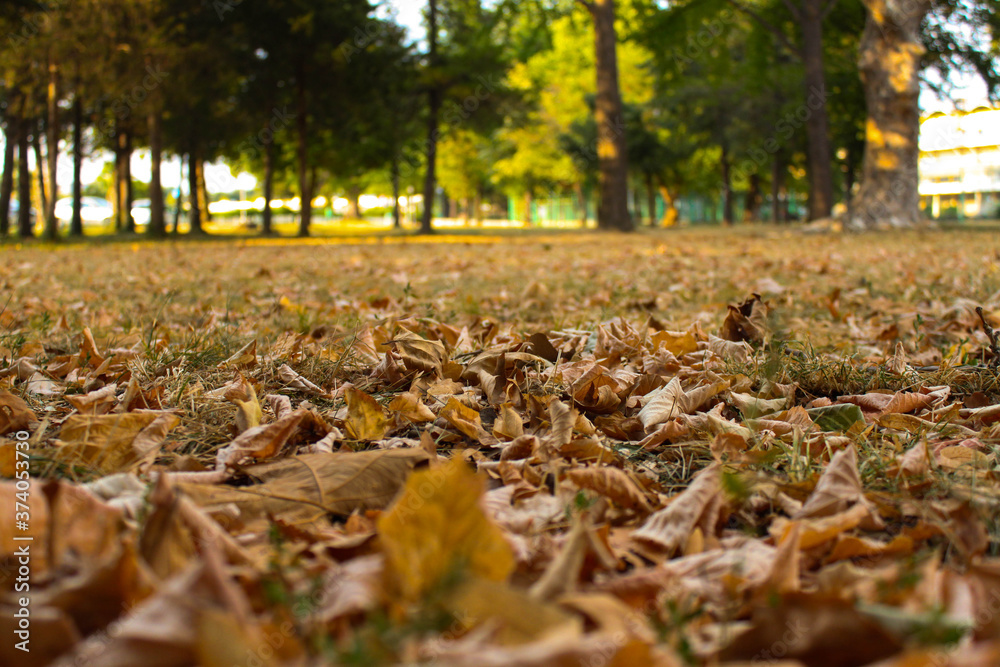 autumn in the park