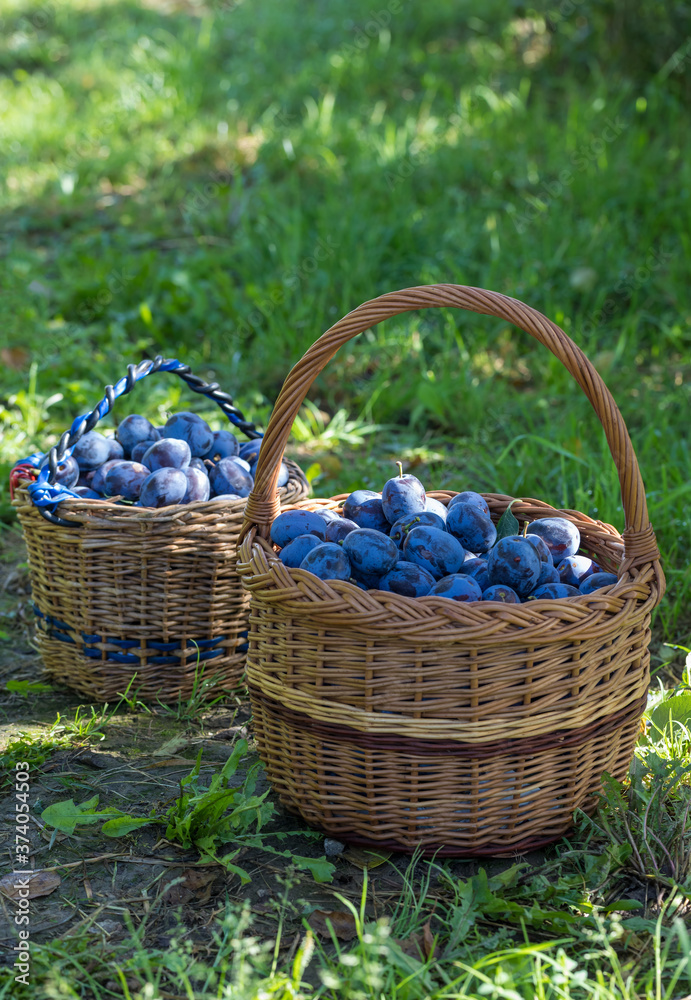 Plum harvest. Freshly torn plums in the basket hanged on tree. Europe, Czech republic Plum harvest. Freshly torn plums in the basket hanged on tree. Europe, Czech republic