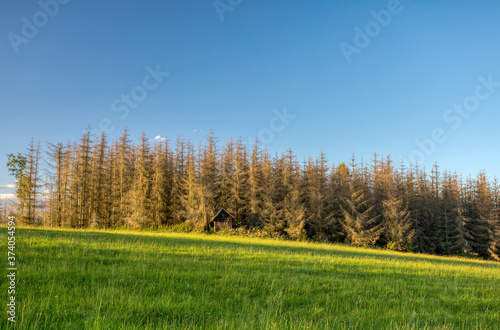 Summer day in the countryside. Agricultural concept  landscape in highland with dead spruce tree after bark beetle attack  Vysocina Czech Republic