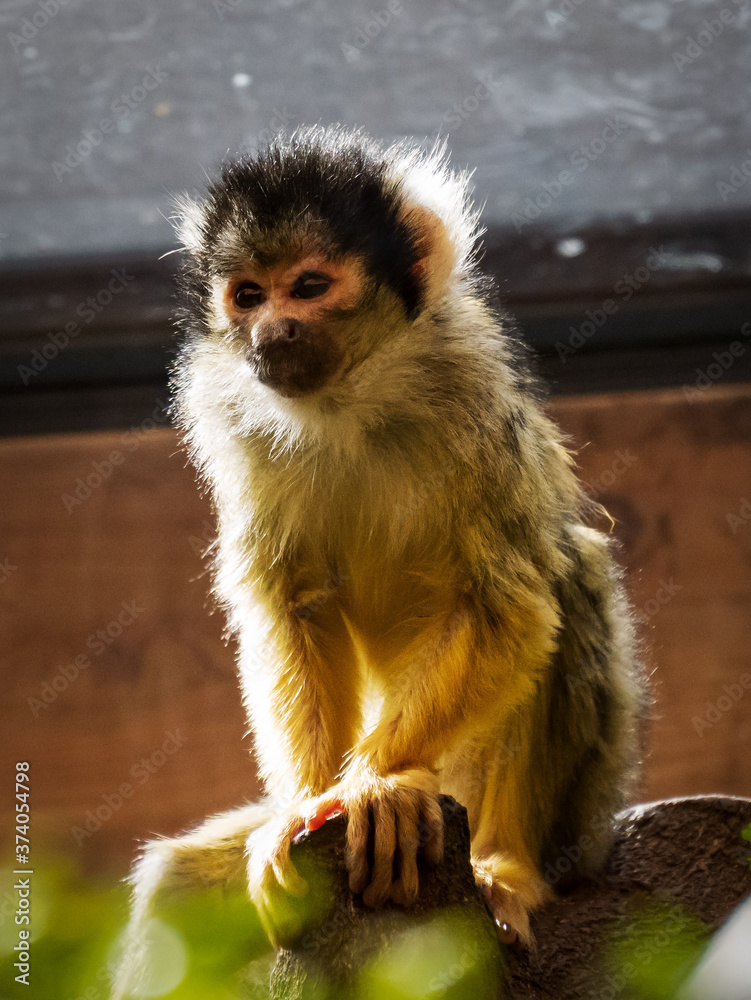 squirrel monkey observes the surroundings squirrel monkey observes the surroundings