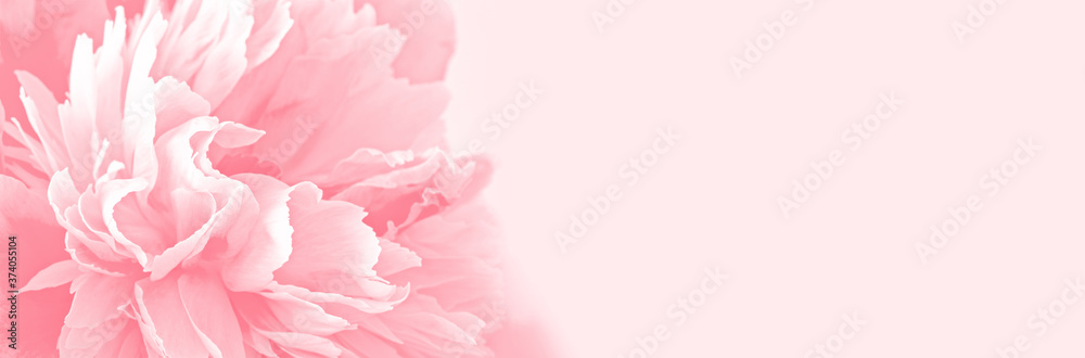 Pastel pink monochrome horizontal background with peony