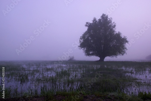 Spring in the wetlands, dawn over flooded meadows, lonely willow © Piotr