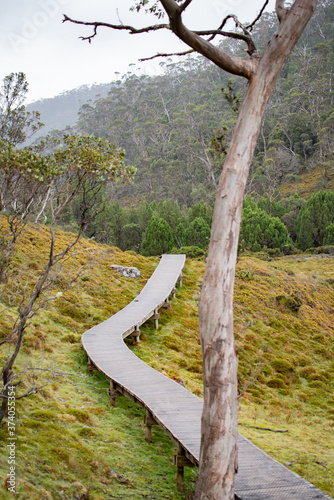 Ronny Creek walking track on beautiful Cradle Mountain Tasmania showcasing gorgeous Australian bush & gum trees.  photo